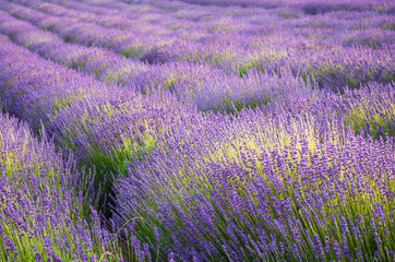 Blooming lavender fields in Little Poland