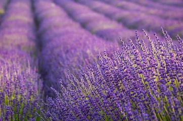 Crédence de cuisine en plexiglas Lavande Blooming lavender fields in Little Poland