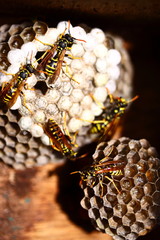 paper wasp / Feldwespen