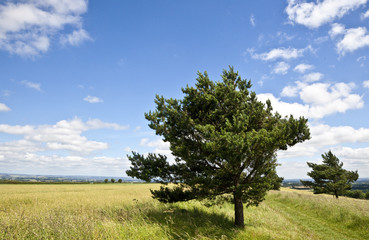 Trees On Hill Top
