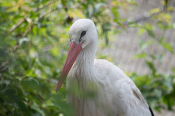 Close up of a stork