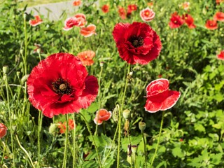 red poppy flowers