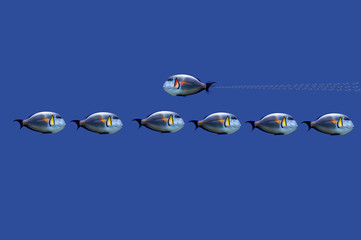 Illustration of tropical fishes on concept : don’t always follow the rules