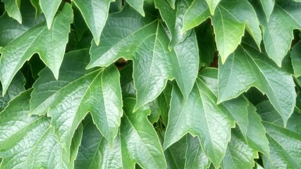 Fototapeta premium Ivy Leaves