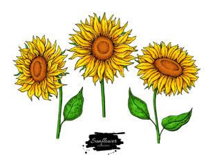 Obraz premium Sunflower flower vector drawing set. Hand drawn illustration isolated on white background.