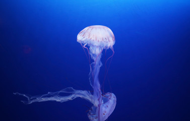 Tropical Jellyfish floating in an Aquarium Tank, some optical distortion from water.