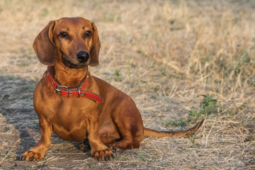 A beautiful red dachshund dog sitting on a glade in summer