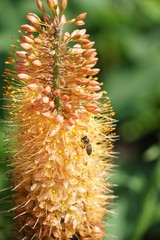 Orangefarbene Steppenkerze mit Biene