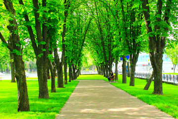 Fototapeta na wymiar path in the city park with green trees