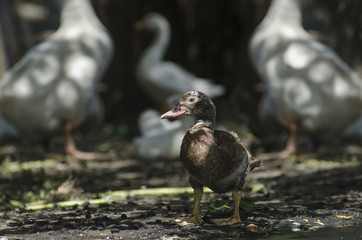Duck on the background of geese,  look is directed to the camera
