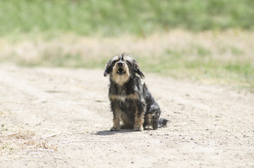 Portrait of a street dog, not well-groomed