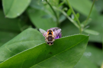 A fly on a leaf