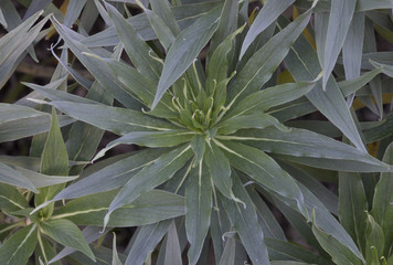 Green Foliage