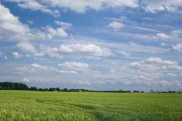 blue sky and the green fields in summer