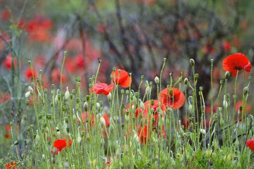 poppy field