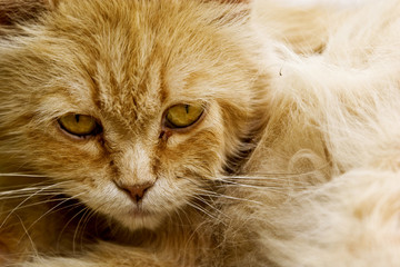 Red fluffy cat closeup