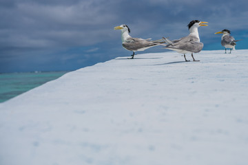 Greater Crested Tern Guards