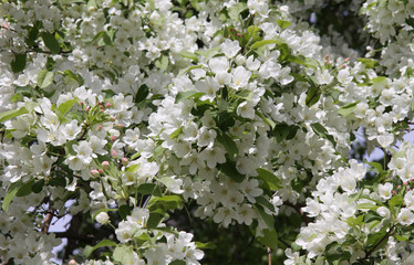 White flowers of Apple trees