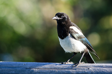 Black-Billed Magpie Perched on Wooden Fence Rail