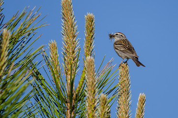 Sparrow Perched High in Evergreen Tree with Mouth Full of Insects