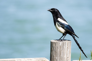 Black-Billed Magpie Perched on Wooden Fence Post