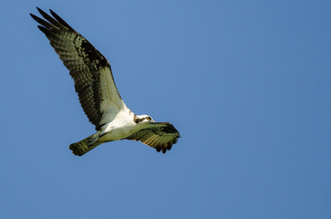 Lone Osprey Flying in a Blue Sky