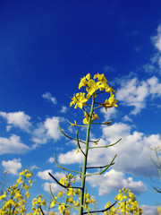 Oil seed rape