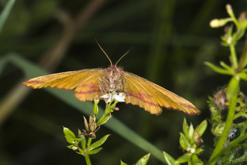 Ampfer-Purpurspanner (Lythria cruentaria)