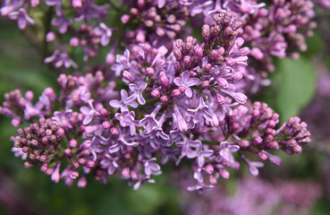 Lilac flowers closeup
