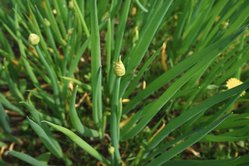 Green onion blooming in the garden close up