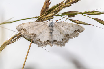 Schmuck-Kleinspanner (Scopula ornata)