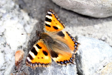 small tortoiseshell / Kleiner Fuchs saugt