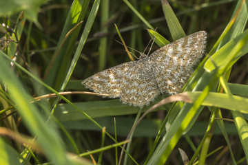 Marmorierter Kleinspanner (Scopula immorata)