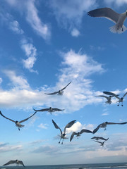 Seagulls Flying High