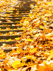 Concrete path drowning in leaves.