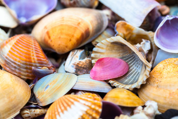 sea shell on the beach
