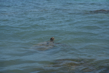 Sea Turtle Swims Out Into The Pacific