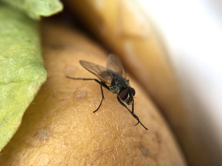 Graue Fleischfliege (Sarcophaga carnaria)