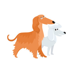 Couple of cute, funny dog characters - long haired Afghan hound and white poodle, cartoon vector illustration isolated on white background. Lovely bulldog and long haired Afghan hound characters, dog