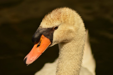 cigno