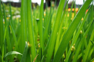 Green onion blooming in the garden close up