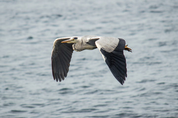 Grey heron in flight over water