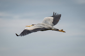Grey heron in flight