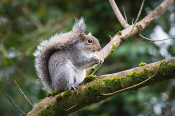Grey squirrel on a branch eating bread