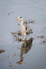 Heron wading through water