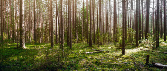 Wild trees in forest