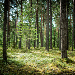 Fototapeta na wymiar Clear wild forest summer panorama