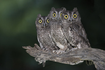 Hoo Dat?