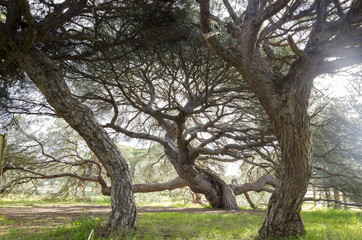 Centenary pine