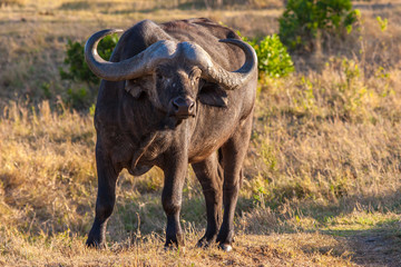 African buffalo. Buffalo. Kenya.